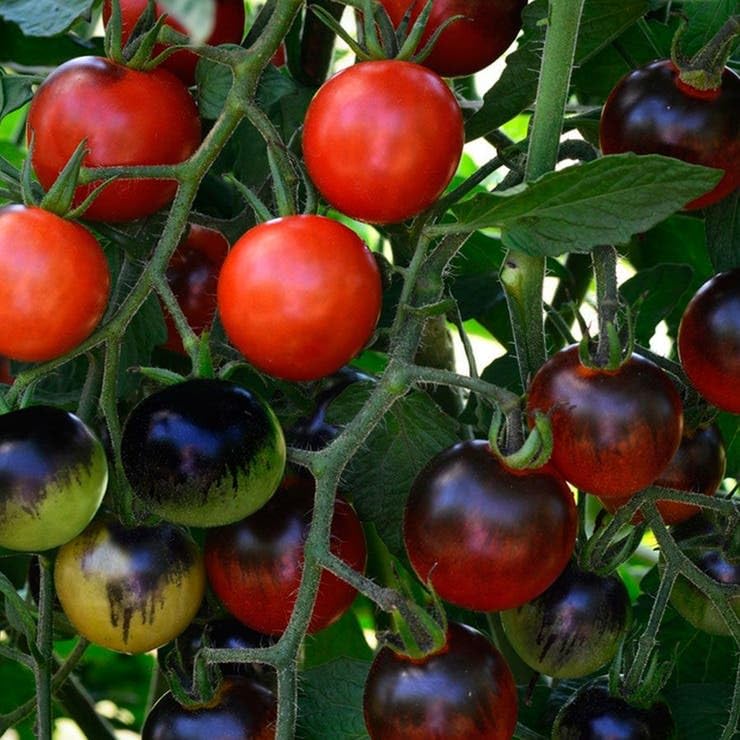 Park Seed cherry tomato seeds producing color-variety tomatoes for colorful salads.