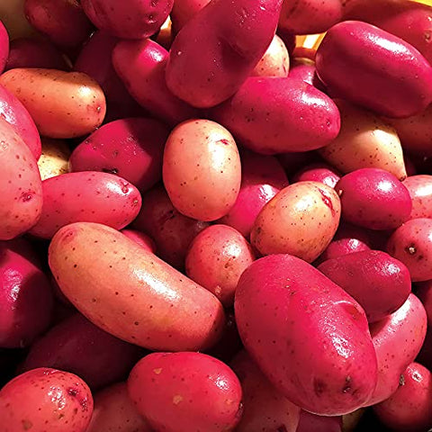 Park Seed Clancy F1 pelleted potato seeds pack on hand, enabling easy planting and reliable harvest.