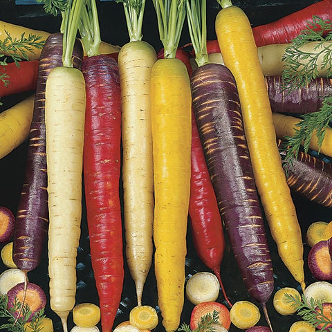 Park Seed Colorful Carrot Harvest Preview with compact roots and baby-size crunch.