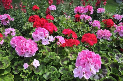 Park Seed Maverick Mix geraniums display compact growth for small spaces