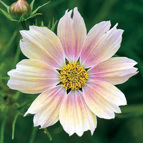 Park Seed Cosmo Apricot Lemonade blossoms in sunny borders, ideal for fresh-cut arrangements.