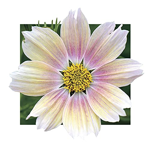 Park Seed Cosmo Apricot Lemonade seeds close-up, ready for spring planting and bright color.