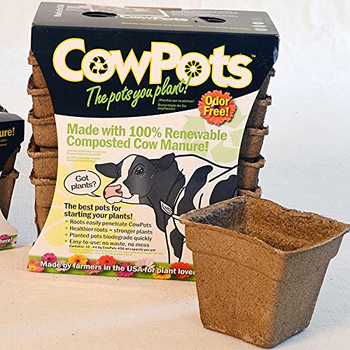 Park Seed CowPots 4-inch tall square seedling set for easy transplanting and healthy roots.
