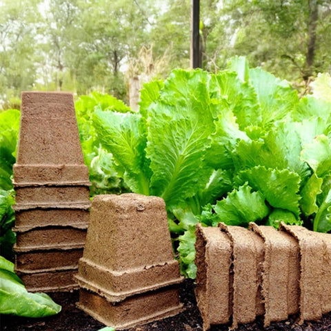 Park Seed CowPots biodegrade into soil within three months, aiding natural integration.