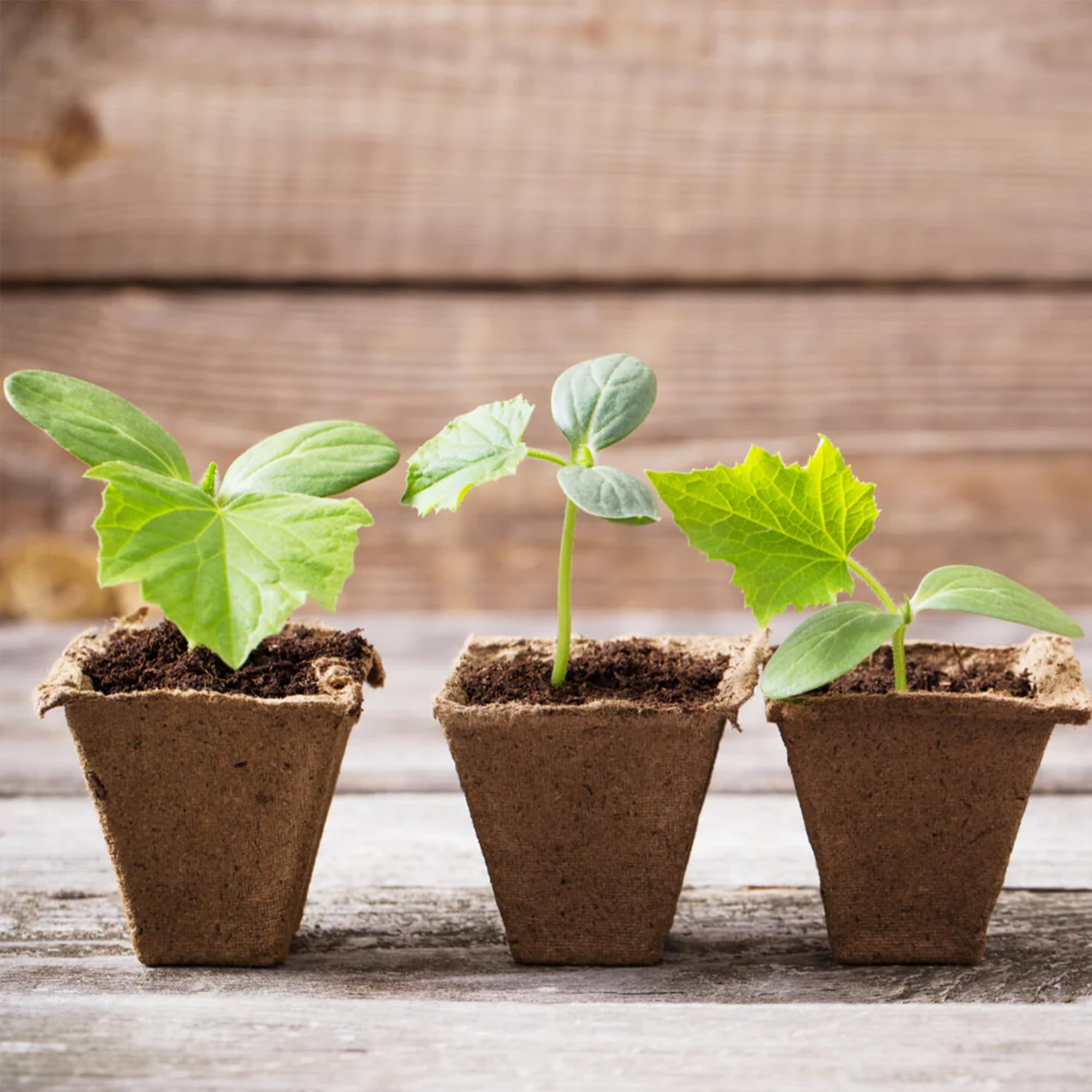 Park Seed CowPots are odor-free and clean for secure seedling starts.