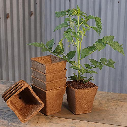 Park Seed CowPots showcase porous roots that promote air flow for robust seedling growth.