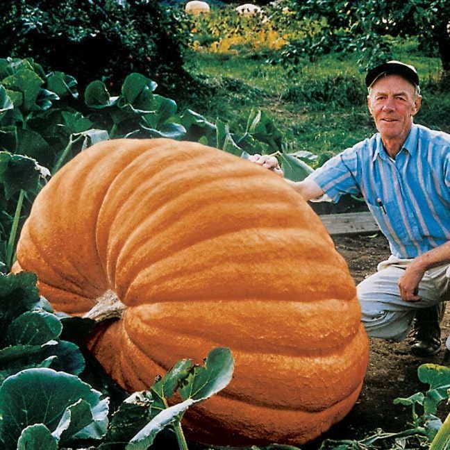 Park Seed Dill's Atlantic Giant harvest-ready pumpkin emphasizes season-long performance.