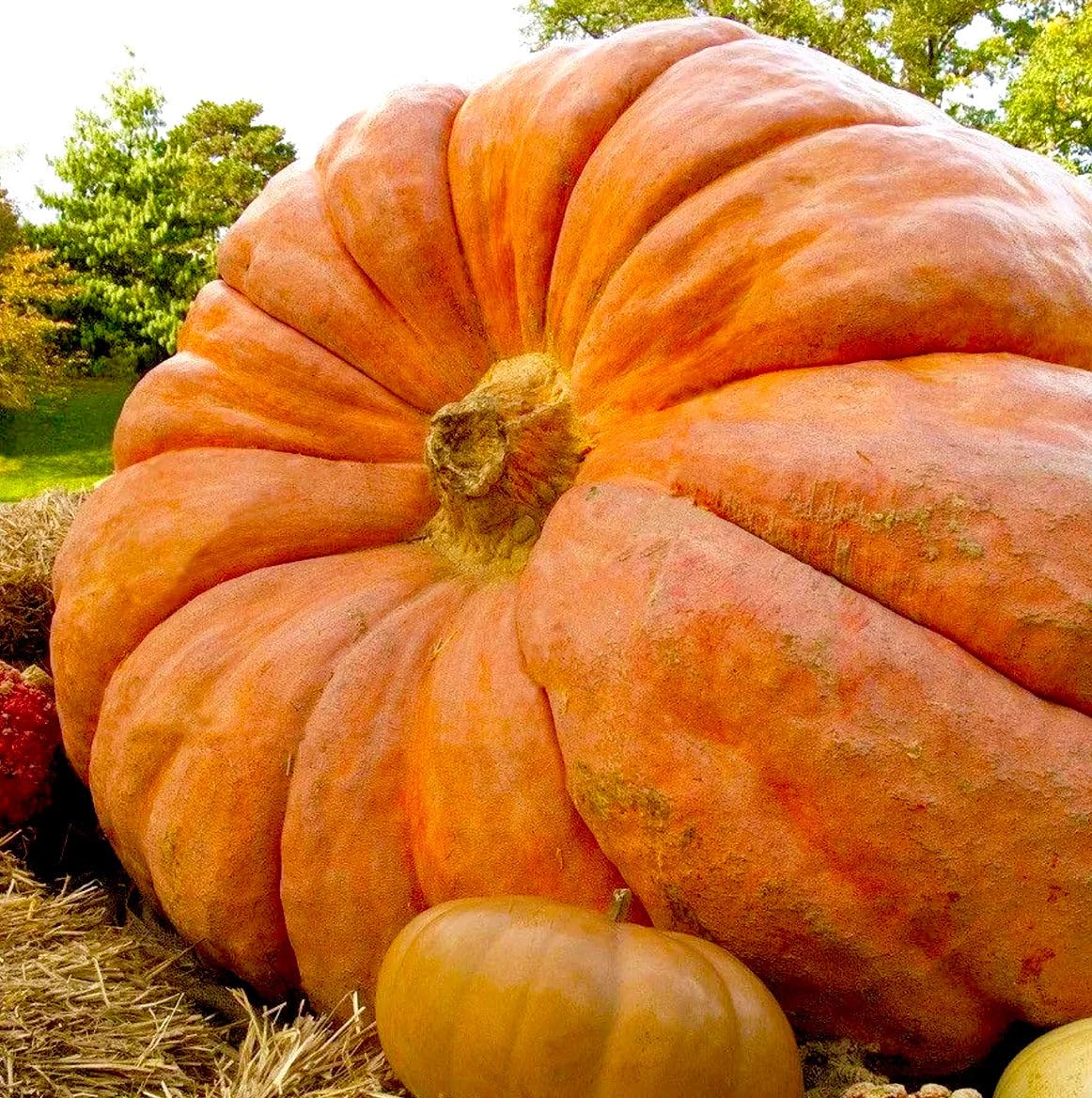 Park Seed Dill's Atlantic Giant pumpkin display ready for fall decor or competition.