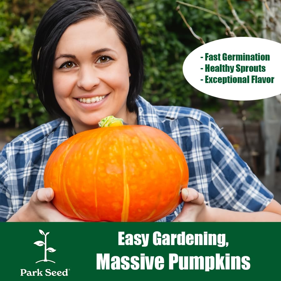 Park Seed Dill's Atlantic Giant pumpkin in field showing massive size potential.