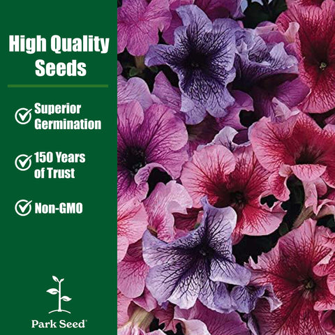 Park Seed Double Cascade Petunia basket display with dramatic 4–6 inch flowers.
