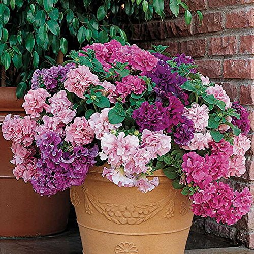 Park Seed Double Cascade Petunia blooms closeup, lush frilly petals ideal for vibrant container displays.