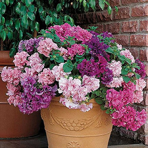 Park Seed Double Cascade Petunia blooms closeup, lush frilly petals ideal for vibrant container displays.