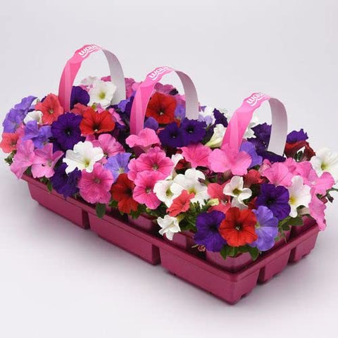 Park Seed Easy Wave Petunia Seeds blue bloom; vibrant early color for sun beds and containers