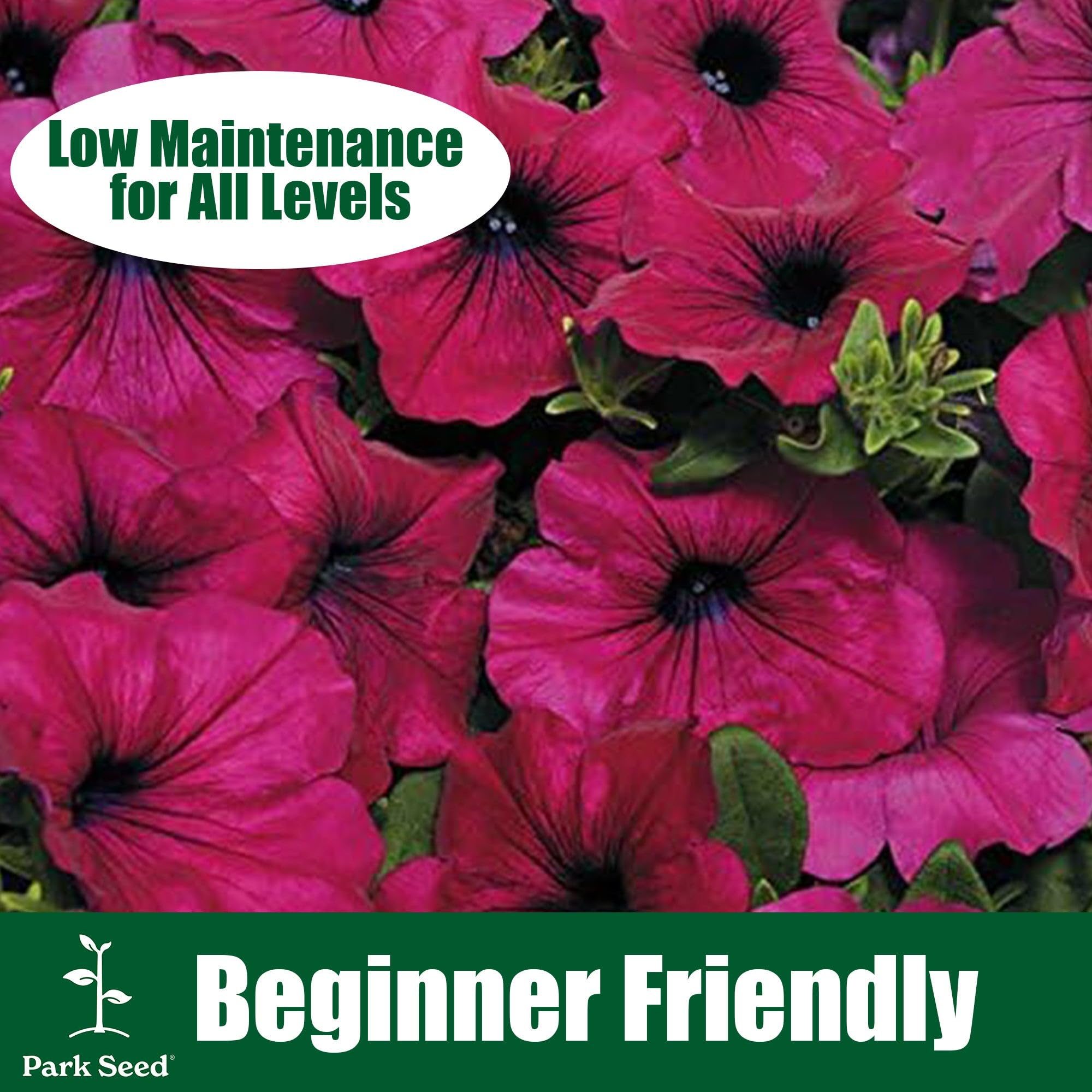 Park Seed Easy Wave Petunia Seeds pink bloom; perfect for window boxes and sunny patios