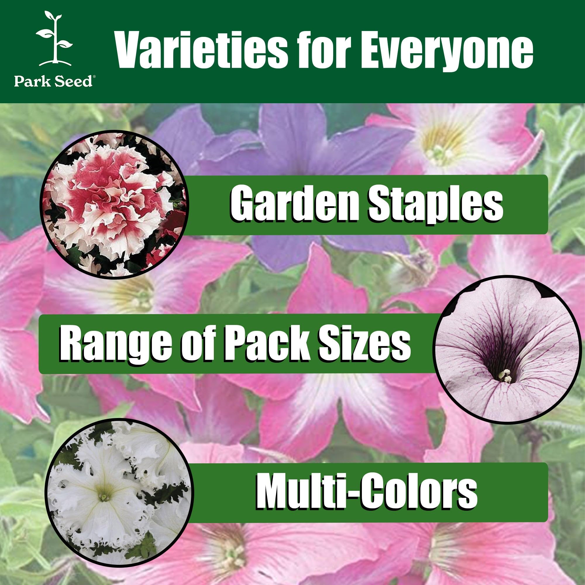 Park Seed Easy Wave Petunia Seeds white bloom; adds bright highlights to sunny gardens