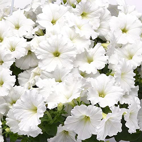 Park Seed Easy Wave White Petunia closeup bloom with pure white petals and fragrance