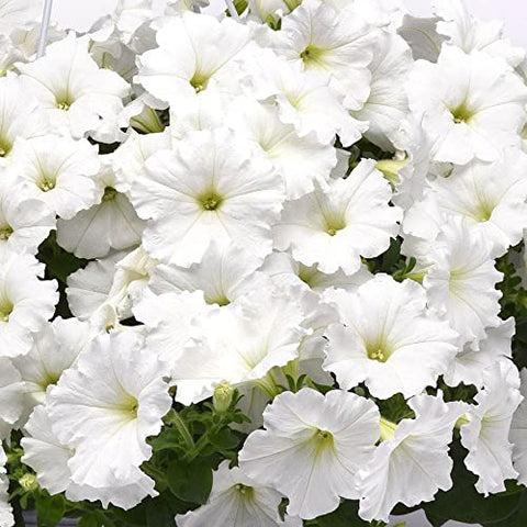 Park Seed Easy Wave White Petunia closeup bloom with pure white petals and fragrance