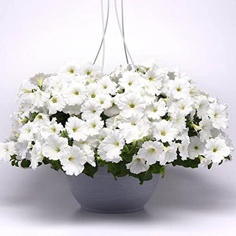 Park Seed Easy Wave White Petunia dome-shape plant ideal for compact containers