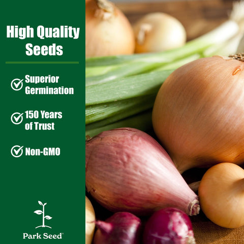 Park Seed Echallion Creme Brulee young plant starts promote robust growth.