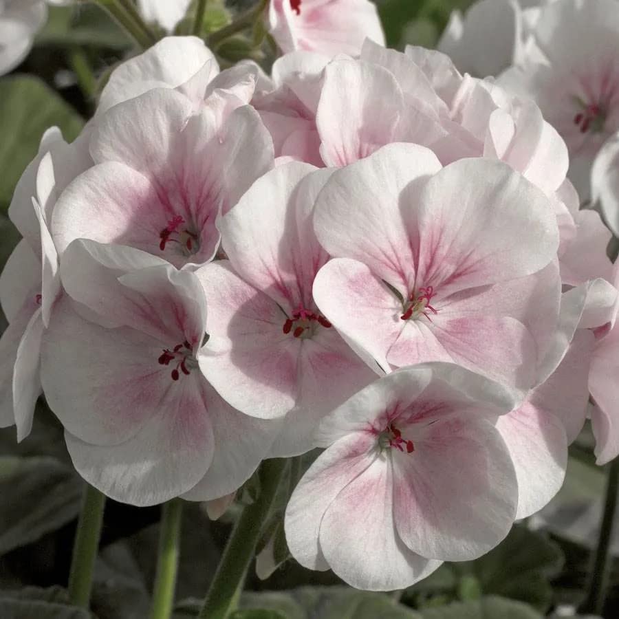 Park Seed Maverick Appleblossom geranium blooms in soft pink with white edges, ideal for borders.