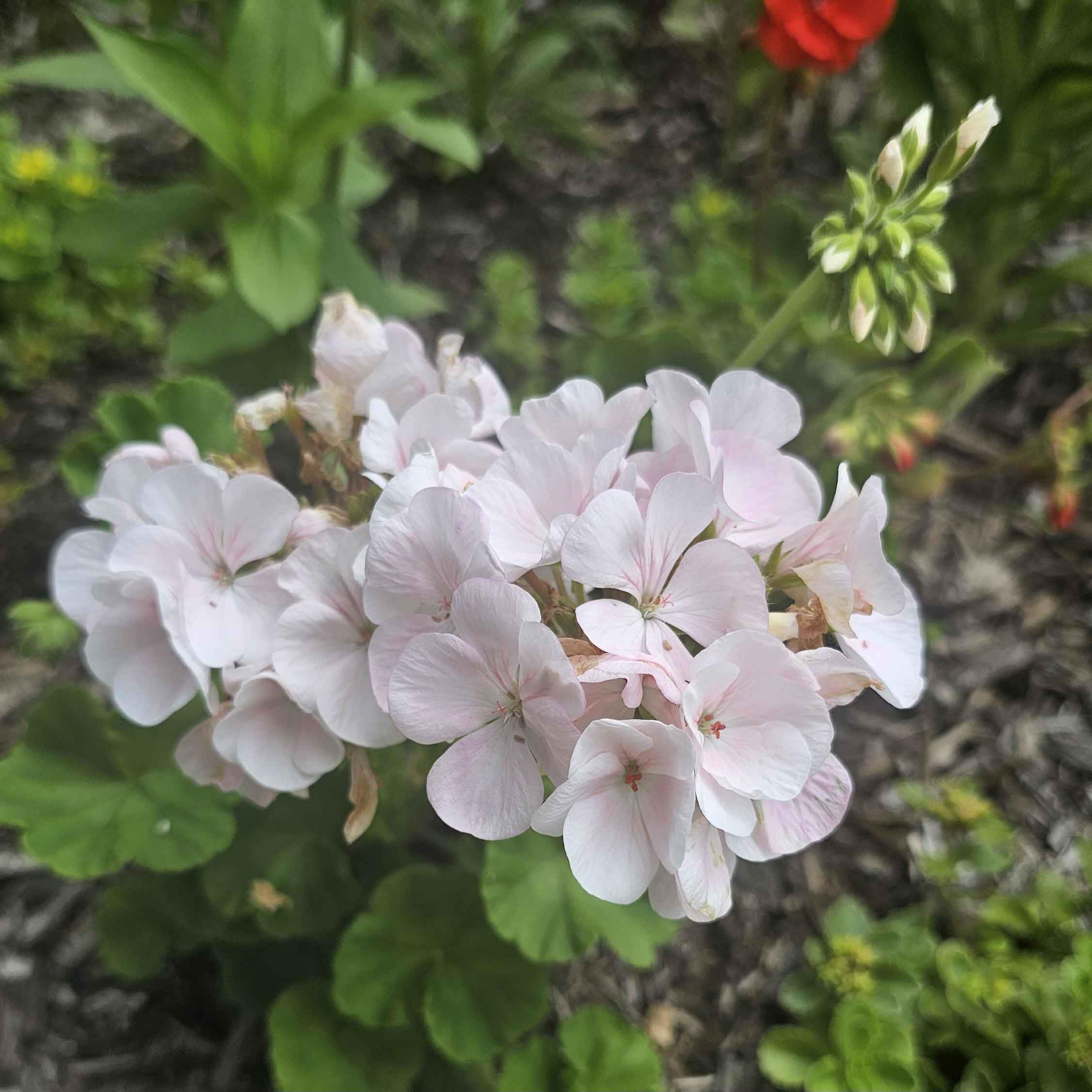 Park Seed Maverick Appleblossom geranium in a container display provides long-lasting color.