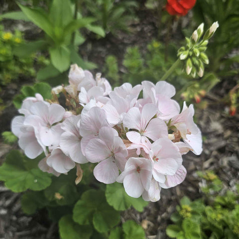 Park Seed Maverick Appleblossom geranium in a container display provides long-lasting color.