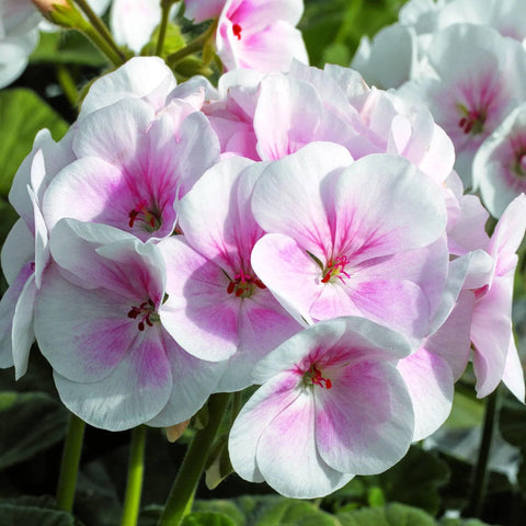 Park Seed Maverick Appleblossom geranium in upright mound form, perfect for beds and containers.