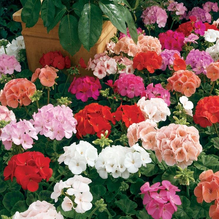 Park Seed geranium seeds multi-color assortment delivers vibrant color in beds and containers
