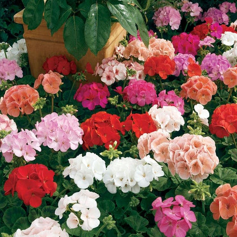 Park Seed geranium seeds multi-color assortment delivers vibrant color in beds and containers