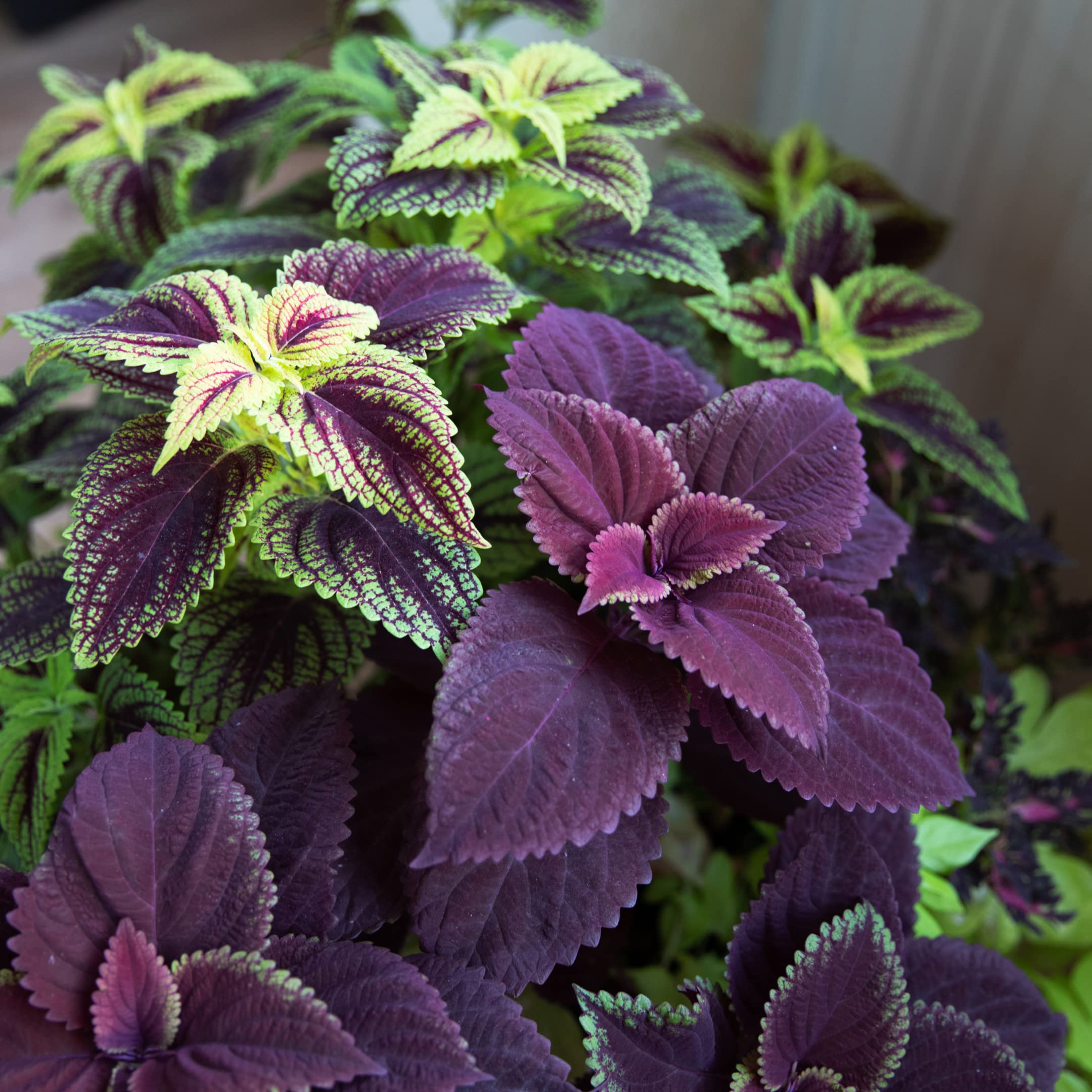 Park Seed Giant Exhibition Mix shows scarlet, burgundy, bronze, and cream foliage.
