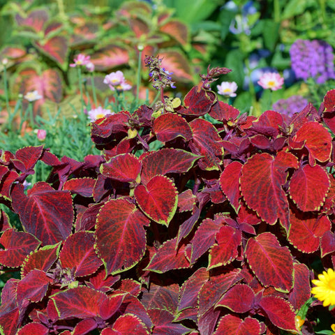 Park Seed Giant Exhibition Mix compact plants suited for indoor containers and displays.