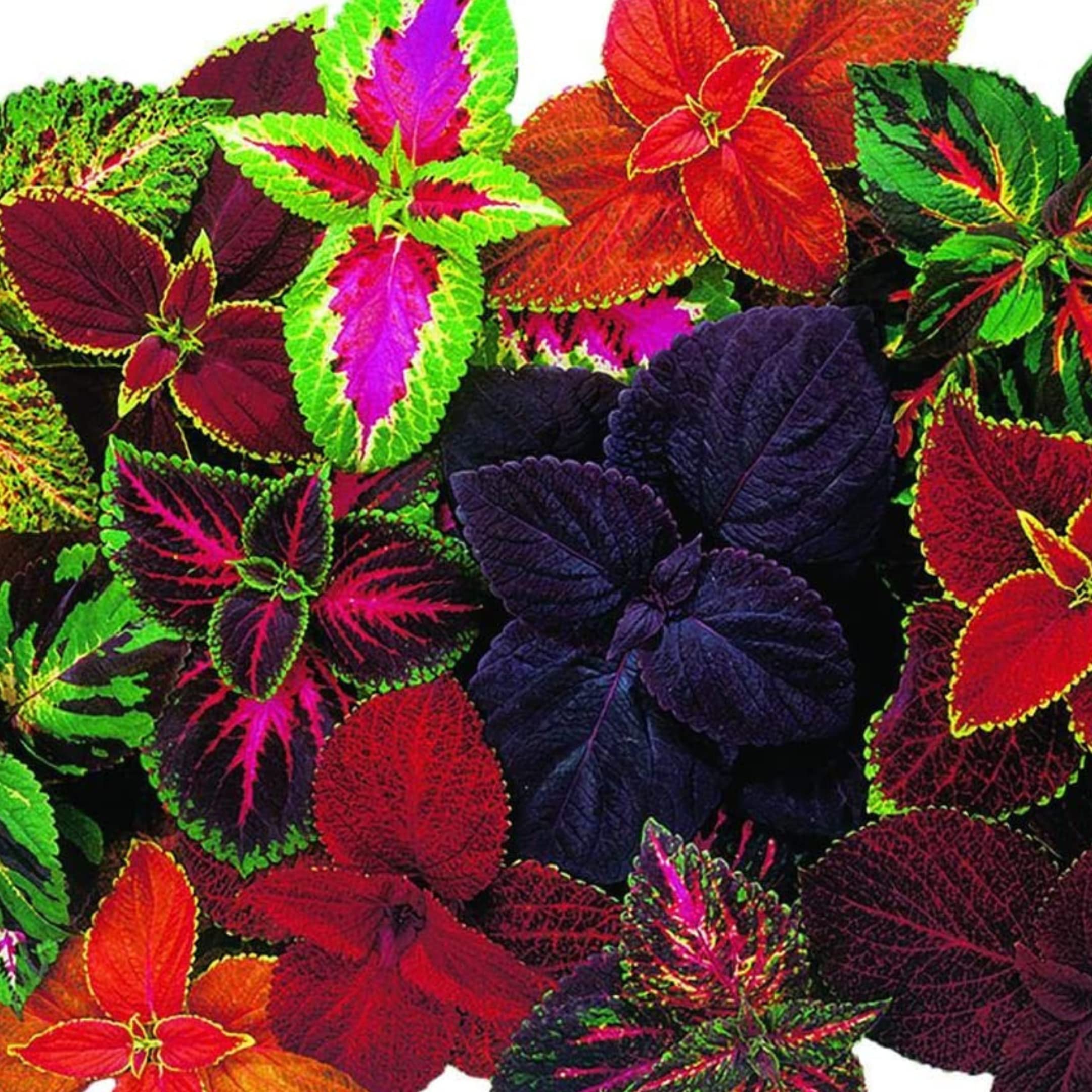 Park Seed Giant Exhibition Mix coleus leaves close-up for dramatic shade-border color.