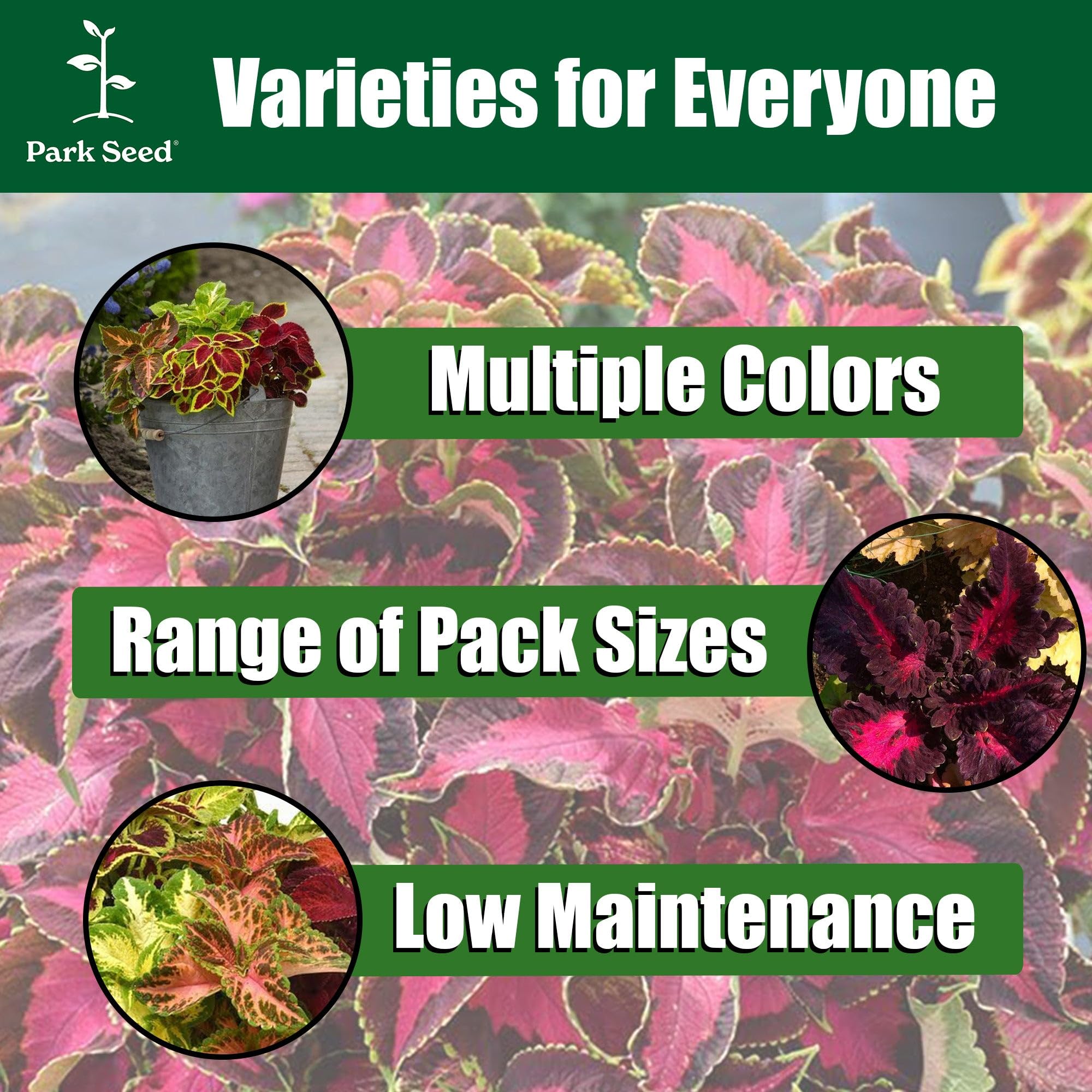 Park Seed Giant Exhibition Mix seed pack emphasizes quick germination and vigor.
