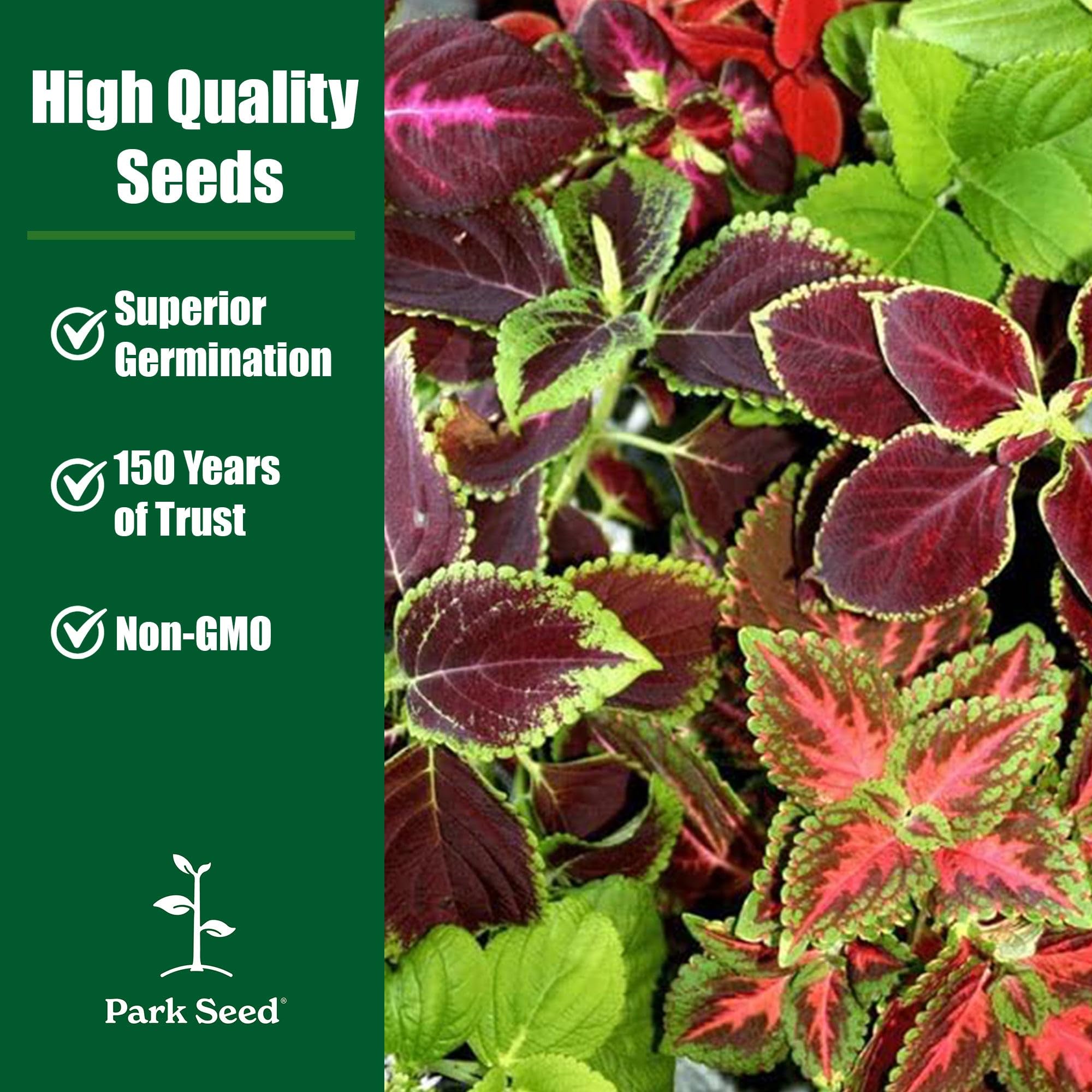 Park Seed Giant Exhibition Mix shade garden plants with vibrant, compact foliage.