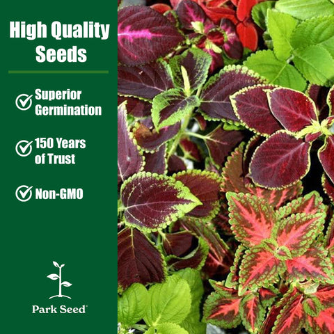 Park Seed Giant Exhibition Mix shade garden plants with vibrant, compact foliage.