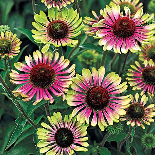 Park Seed Green Twister coneflower seeds for sunny borders, inviting butterflies and long-lasting midsummer color.