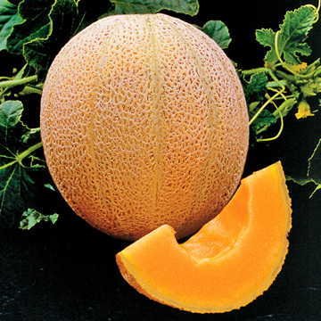 Park Seed Hale's Best Organic Melon Seeds packet for delicious cantaloupe
