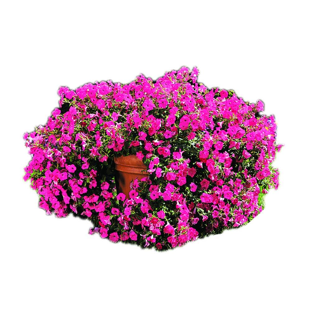 Park Seed Hot Pink Hybrid Petunia bloom close-up showing vibrant color for sunny beds or baskets