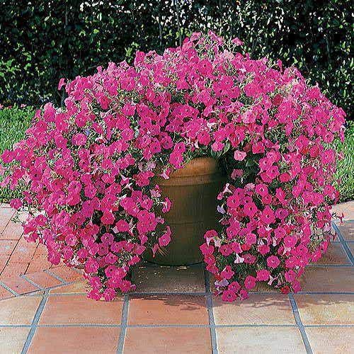 Park Seed Hot Pink Hybrid Petunia trailing display adds cascading color to containers