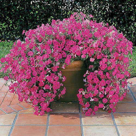 Park Seed Hot Pink Hybrid Petunia trailing display adds cascading color to containers