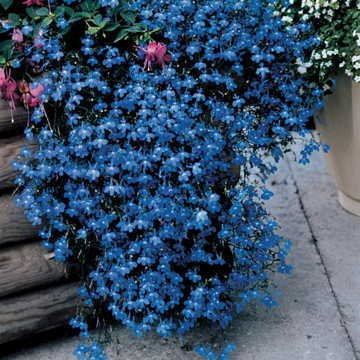 Park Seed Lobelia Fountain Blue seeds: vibrant blue blooms for containers and garden borders.