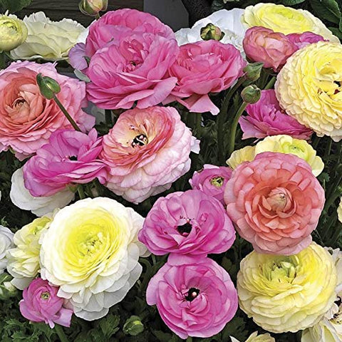 Park Seed Maché Pastel Mix Ranunculus bloom on a tall stem, ideal for bouquets