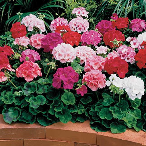 Park Seed Maverick Mix geraniums with large rounded blooms brighten patios