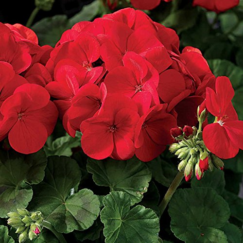 Park Seed Maverick Scarlet bloom close-up showing large red-orange petals for sunlit borders.