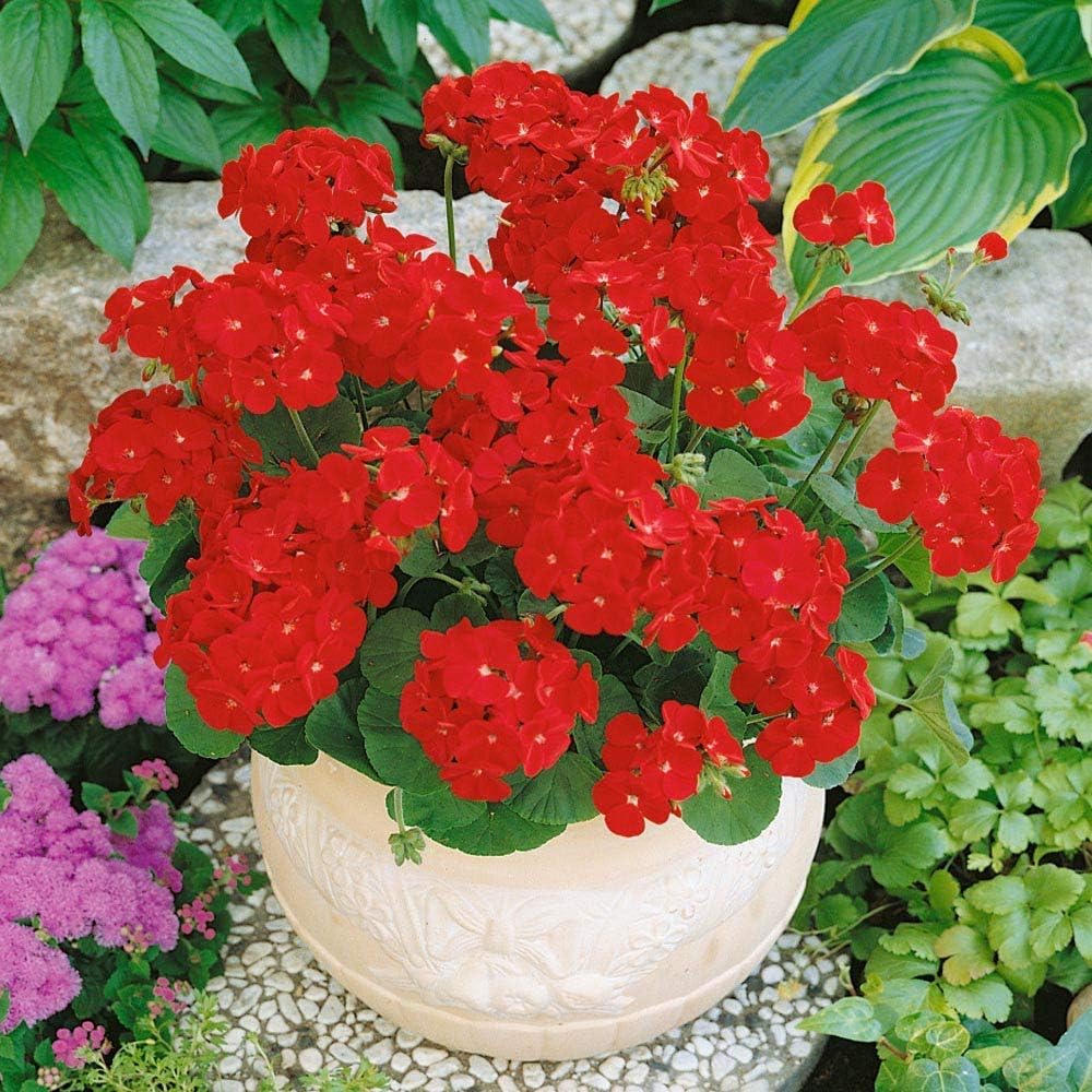Park Seed Maverick Scarlet full plant highlights bushy rosettes and sturdy stems.