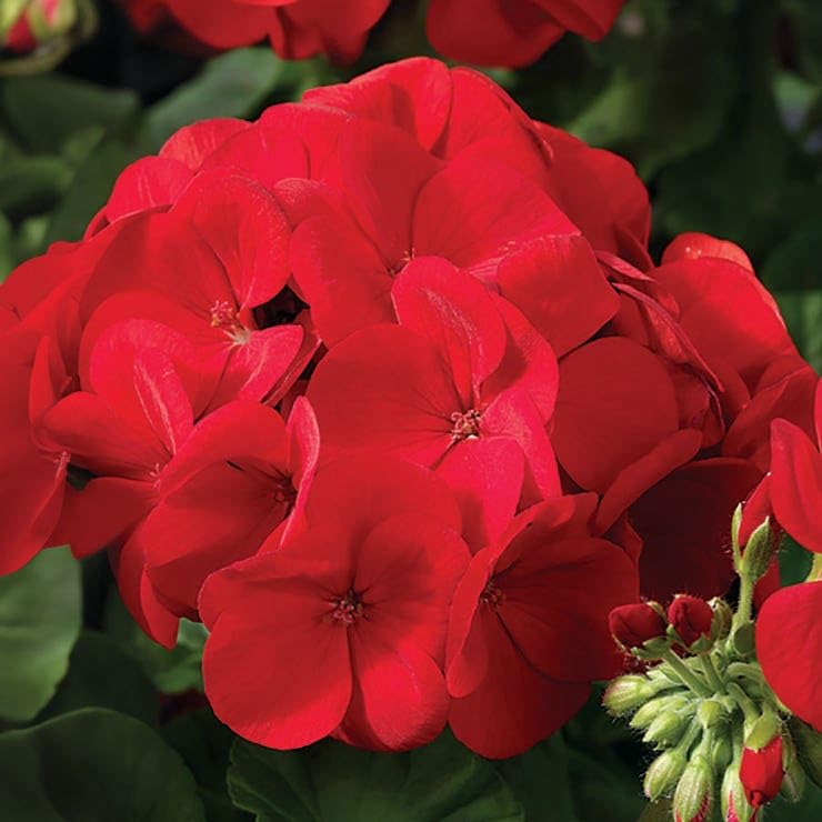 Park Seed Maverick Scarlet in pot demonstrates compact habit ideal for containers.