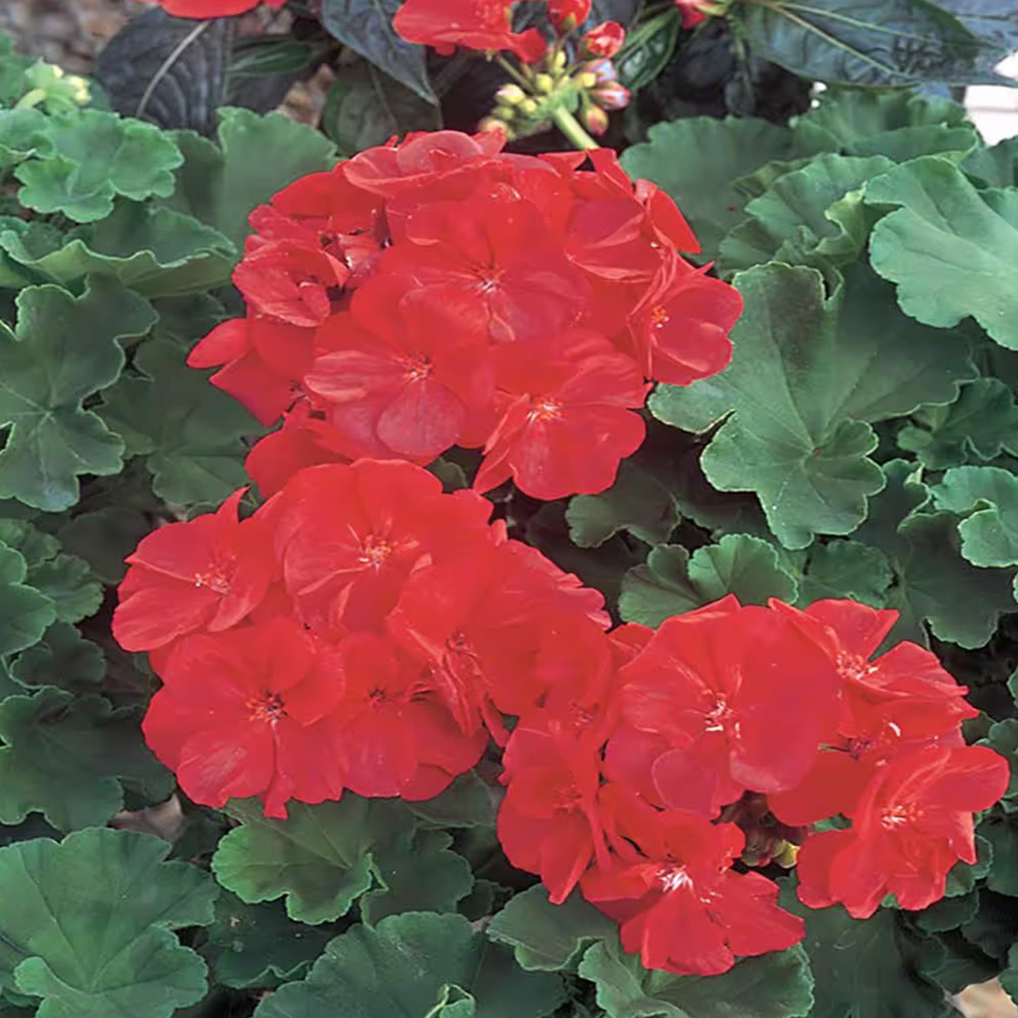 Park Seed Maverick Scarlet seed pack ready for vibrant summer gardens.