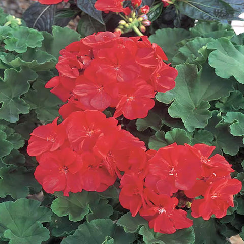 Park Seed Maverick Scarlet seed pack ready for vibrant summer gardens.