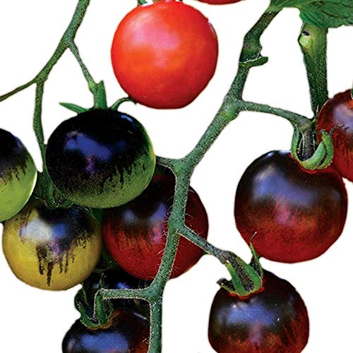 Park Seed Midnight Snack Hybrid cherry tomatoes in a close-up display, rich indigo color and juicy texture.