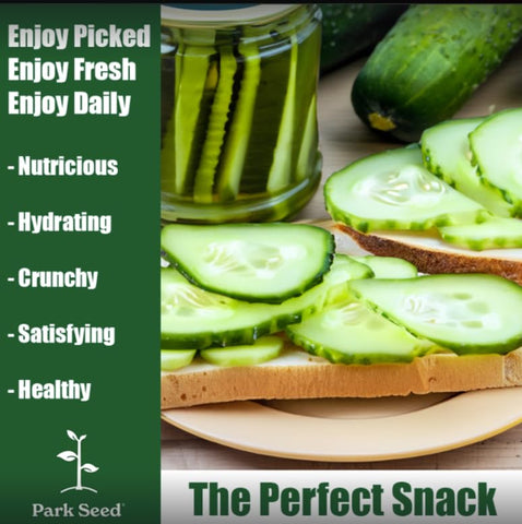 Park Seed Mini-Me cucumber with smooth skin ideal for salads